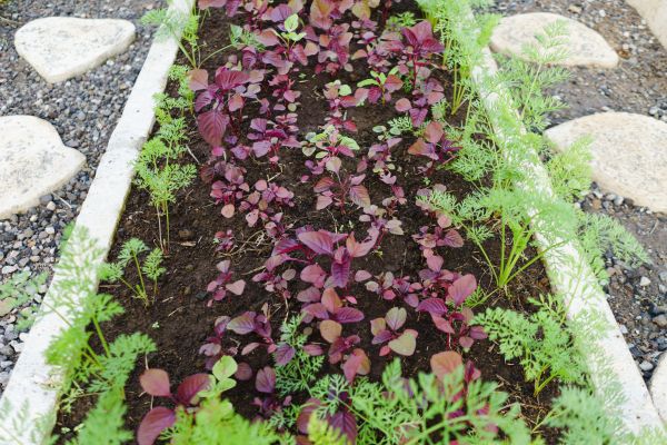 Commercial Garden Edging